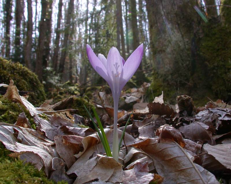 Fiori di primavera